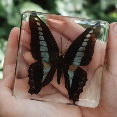 Butterfly encased in clear resin between two hands with a blurred green background