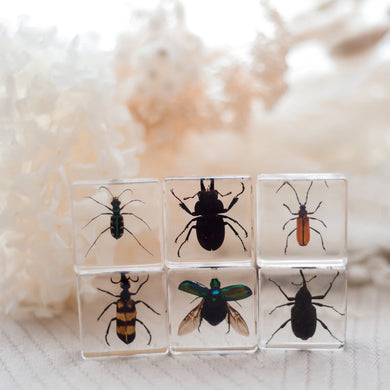 Six transparent cubes each with a different insect specimen on a soft white background
