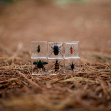 Load image into Gallery viewer, Clear cubes with insects on a natural background
