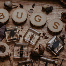 Load image into Gallery viewer, Wooden letters spelling &#39;BUGS&#39; with insect specimens on a wooden surface.
