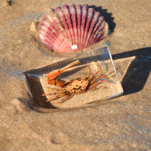 Load image into Gallery viewer, Our Earth life: Fiddler Crab Specimen
