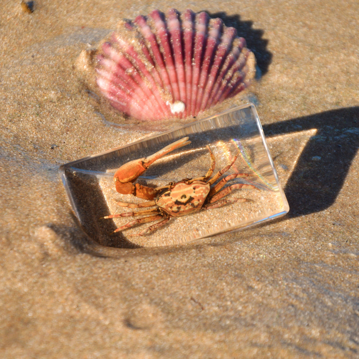 Our Earth life: Starfish Specimen