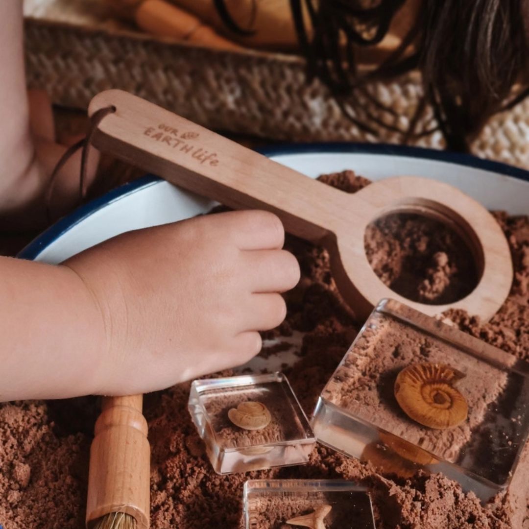 Our Earth life: Fossil Specimen Set