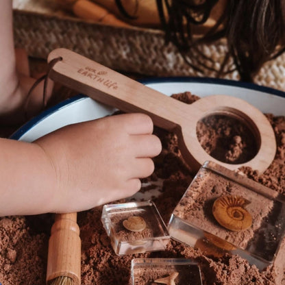 Our Earth life: Fossil Specimen Set