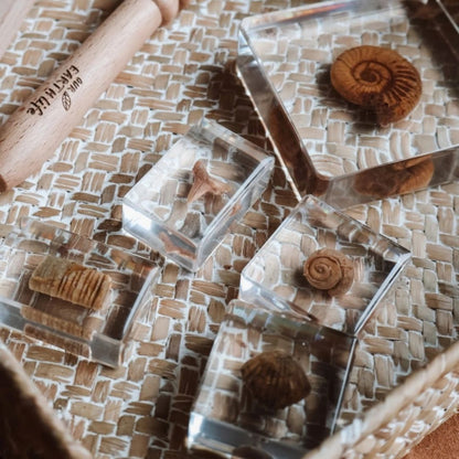 Our Earth life: Fossil Specimen Set