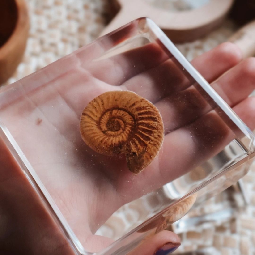 Our Earth life: Fossil Specimen Set