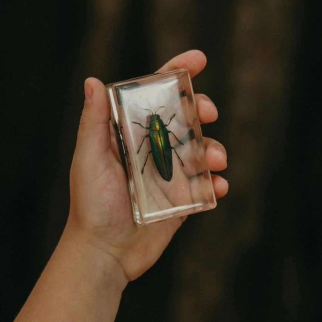 Our Earth life: Jewel Beetle Specimen