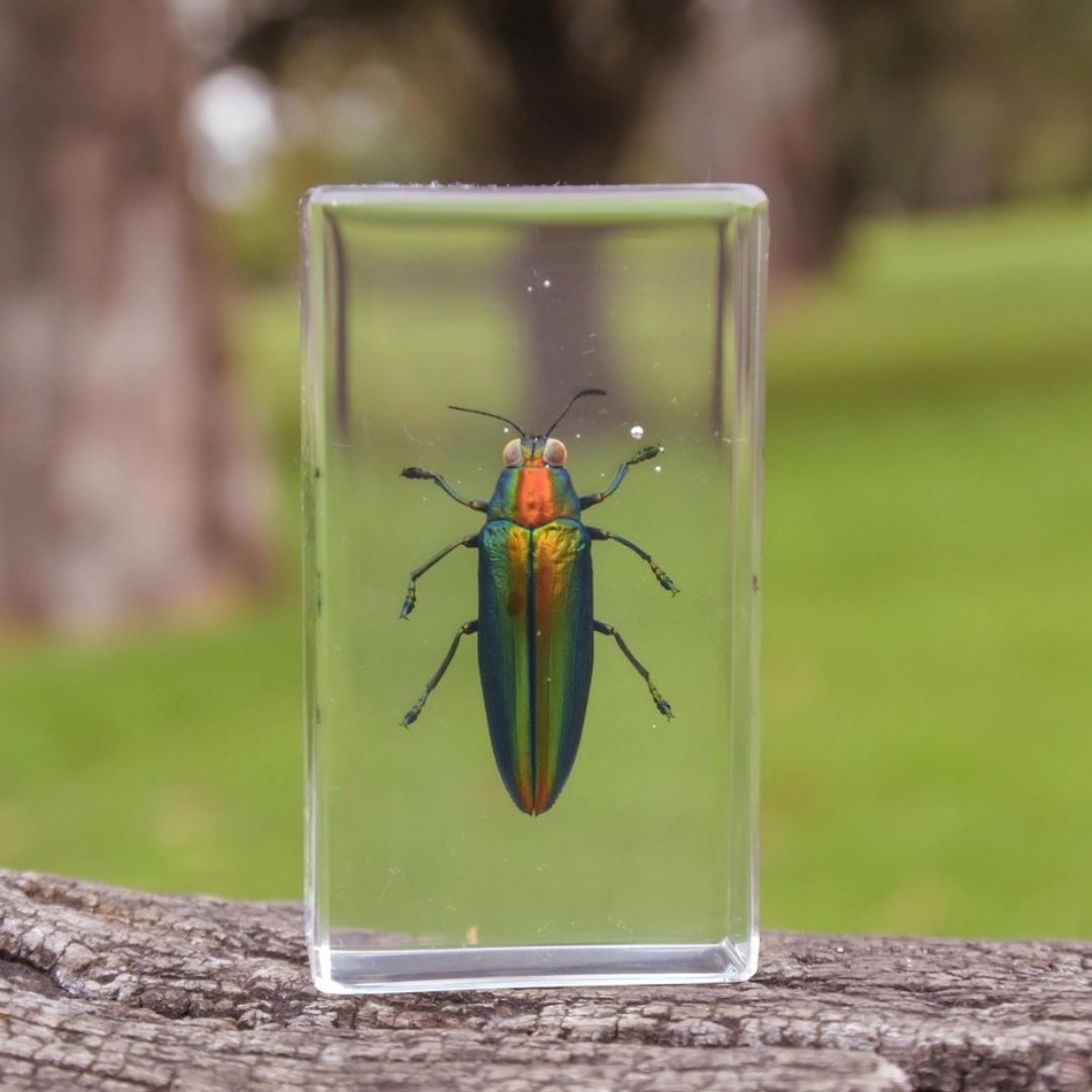 Our Earth life: Jewel Beetle Specimen