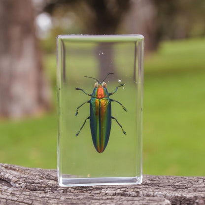 Our Earth life: Jewel Beetle Specimen