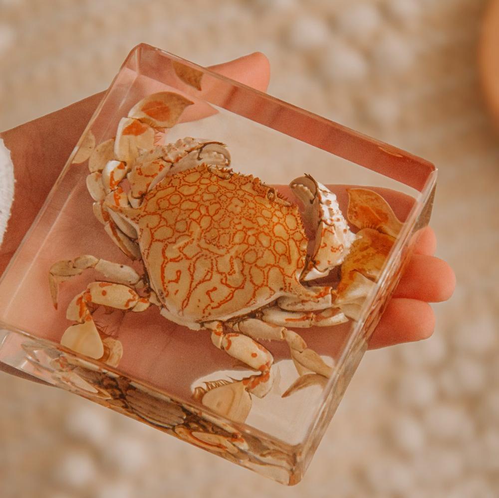 Our Earth life: Flower Moon Crab Specimen