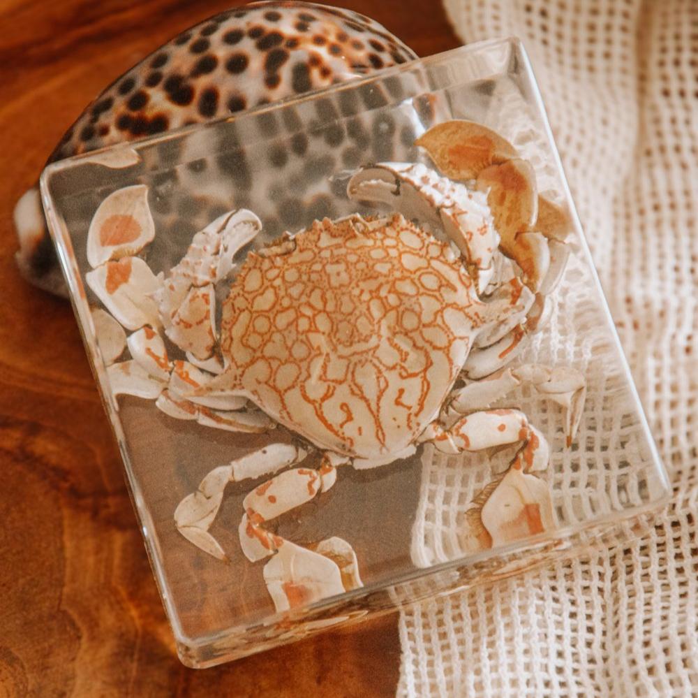 Our Earth life: Flower Moon Crab Specimen