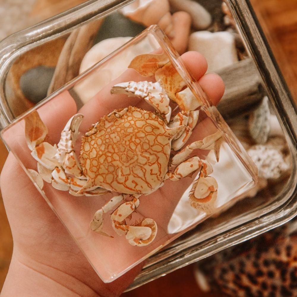 Our Earth life: Flower Moon Crab Specimen