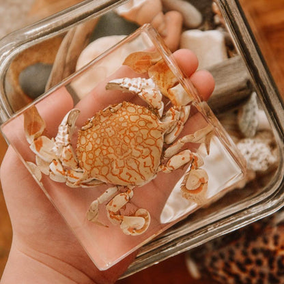 Our Earth life: Flower Moon Crab Specimen