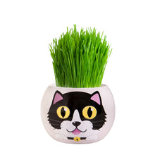 Load image into Gallery viewer, Grass Hair Kits - Adopt A Kitten (Assorted)
