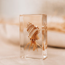 Load image into Gallery viewer, Our Earth life: Hermit Crab Specimen
