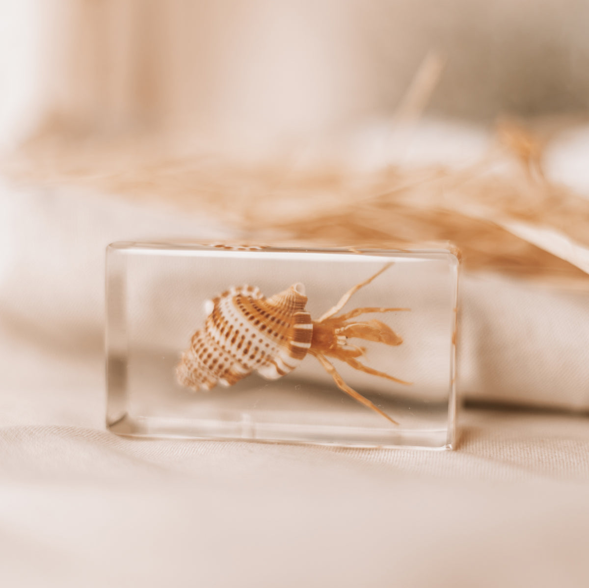 Our Earth life: Hermit Crab Specimen