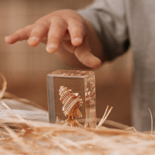 Load image into Gallery viewer, Our Earth life: Hermit Crab Specimen
