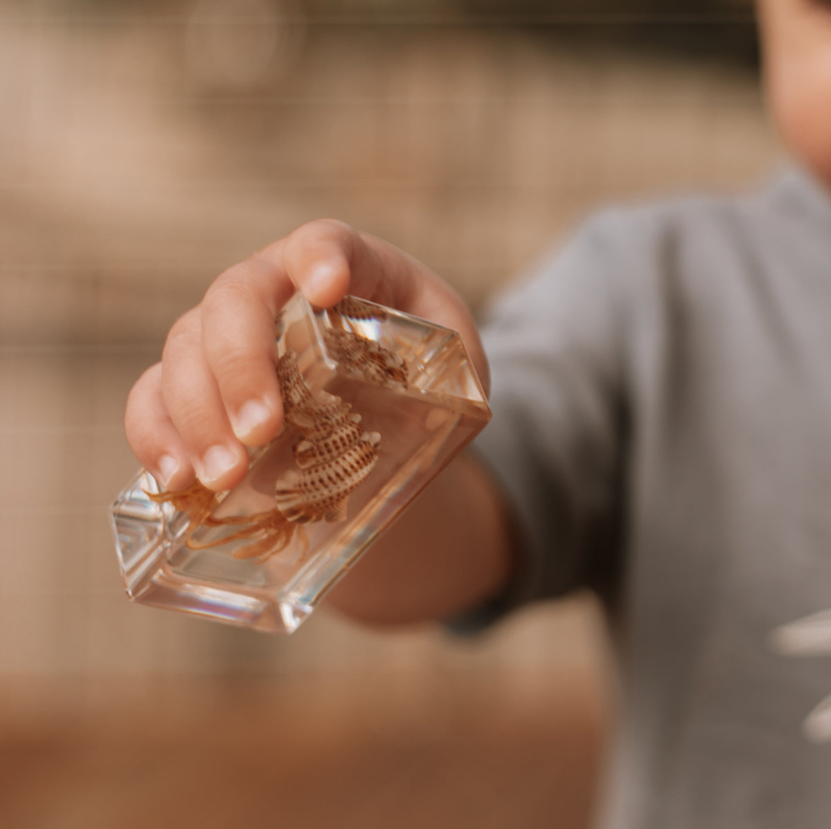 Our Earth life: Hermit Crab Specimen