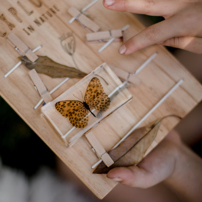 Our Earth life: Leopard Butterfly Specimen