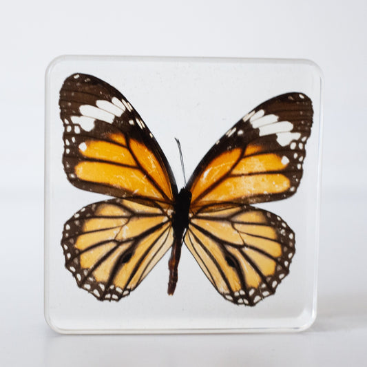 Our Earth life: Common Tiger Butterfly Specimen