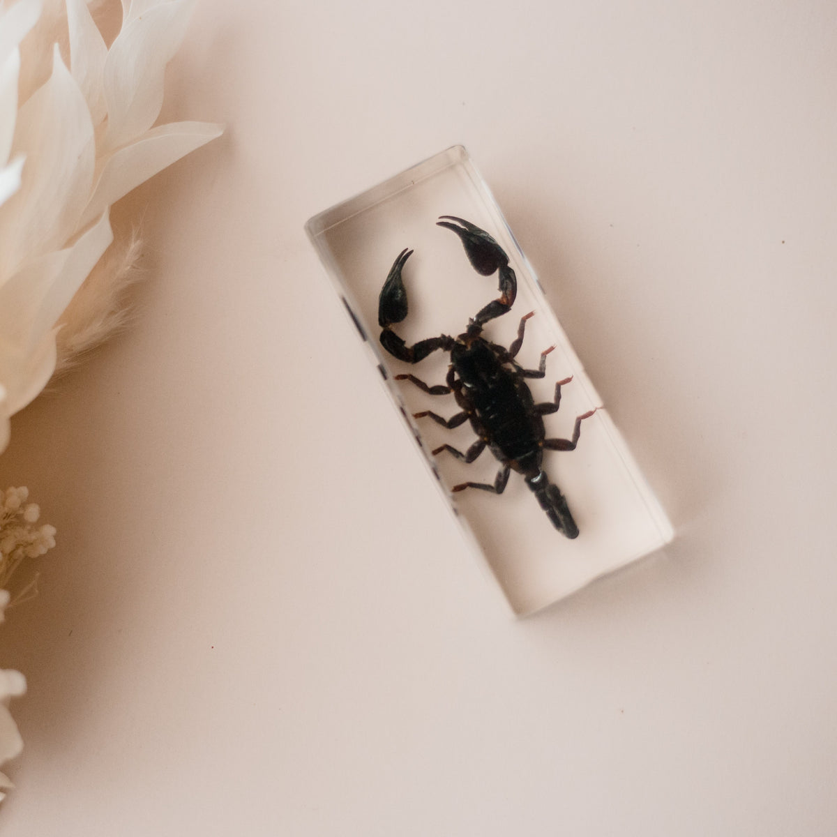 Our Earth life: Black Scorpion Specimen