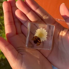 Load image into Gallery viewer, Our Earth life: Ladybird and Flower Specimen
