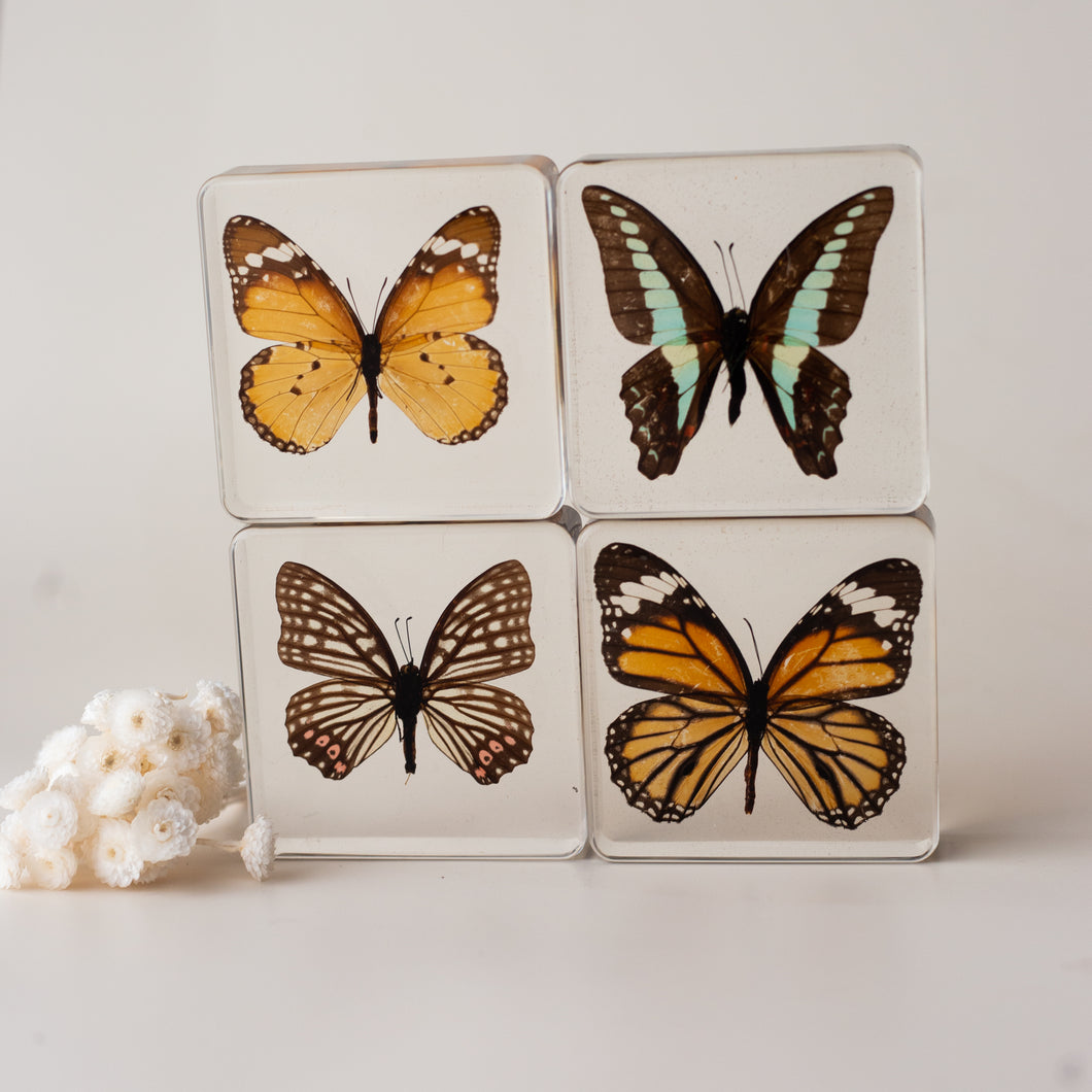 Our Earth life: Butterfly Specimen Set