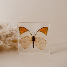 Load image into Gallery viewer, Our Earth life: Orange-tipped Butterfly Specimen

