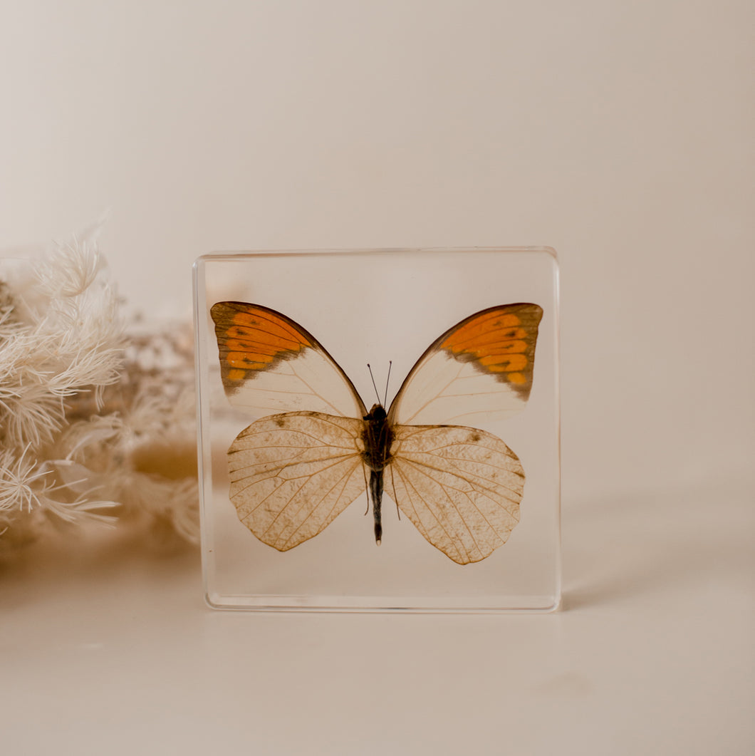 Our Earth life: Orange-tipped Butterfly Specimen