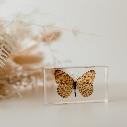Our Earth life: Leopard Butterfly Specimen