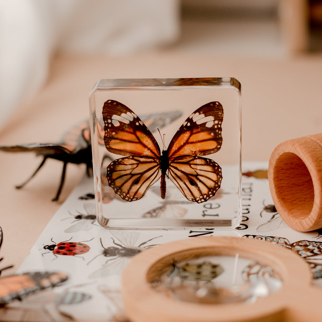 Our Earth life: Common Tiger Butterfly Specimen
