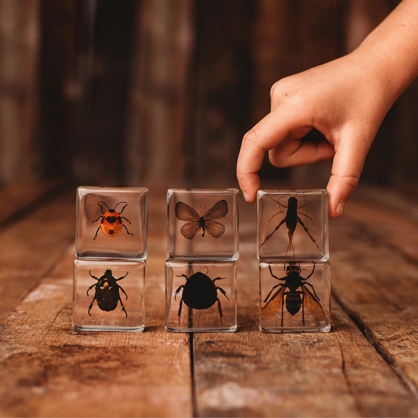 Our Earth life: Investigative Insects Specimen Set – IQM Store