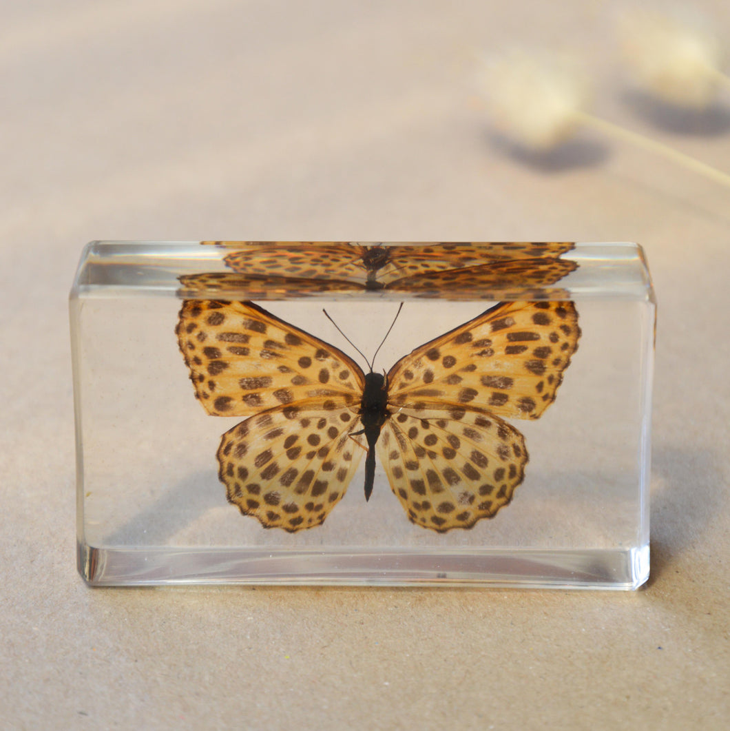 Our Earth life: Leopard Butterfly Specimen