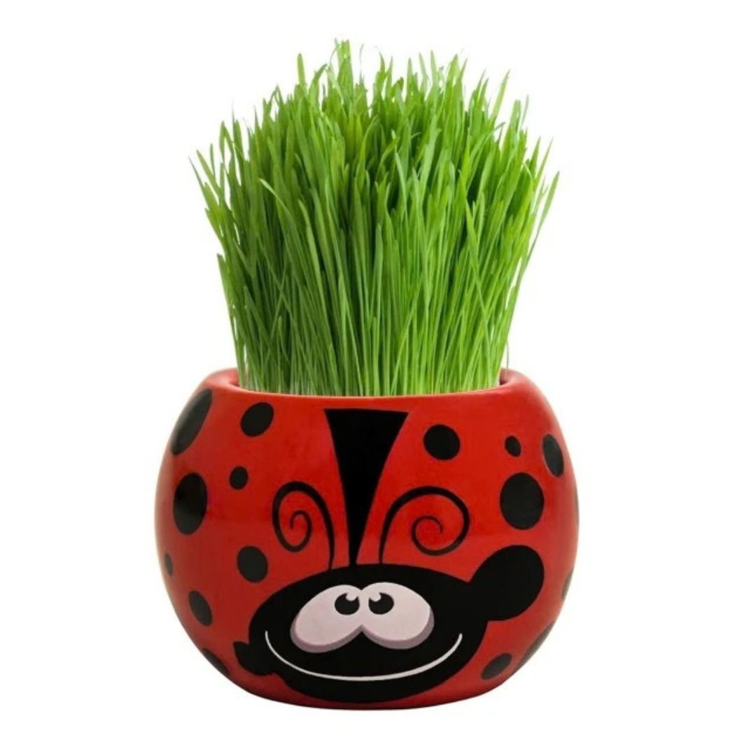 Grass Hair Kits - Friendly Bugs (Assorted)