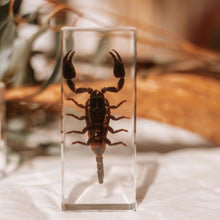 Load image into Gallery viewer, Our Earth life: Black Scorpion Specimen
