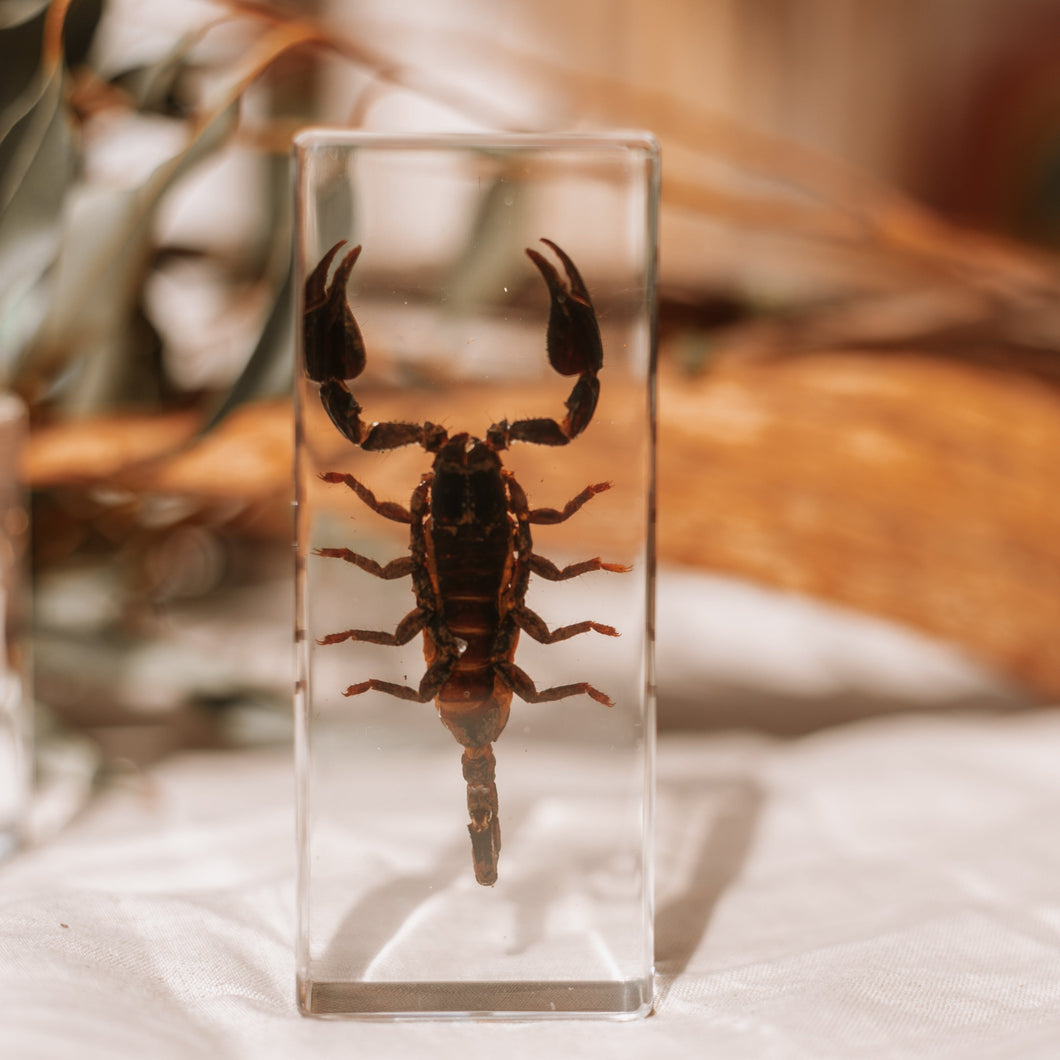 Our Earth life: Black Scorpion Specimen