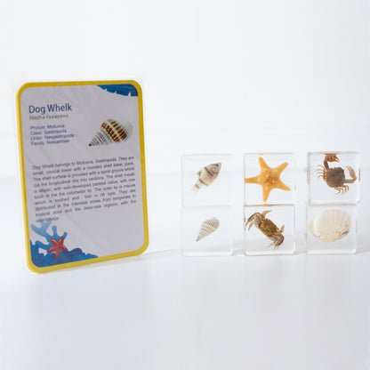Our Earth life: Sea Searchers Specimen Set