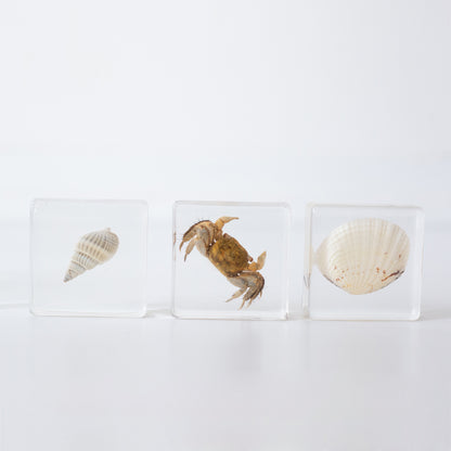 Our Earth life: Sea Searchers Specimen Set
