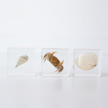 Load image into Gallery viewer, Our Earth life: Sea Searchers Specimen Set
