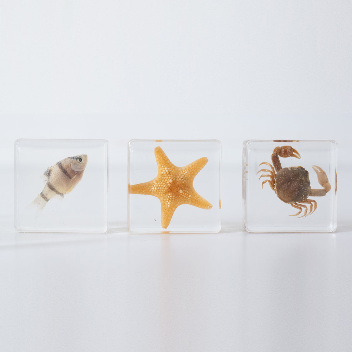 Our Earth life: Sea Searchers Specimen Set