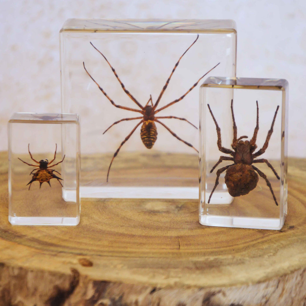 Our Earth life: Spider Specimen Set