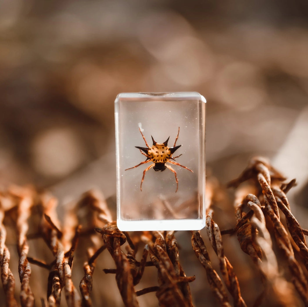 Spider encased in clear resin on a blurred natural background