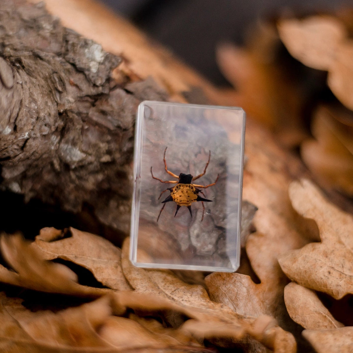 Spider encased in a clear plastic case on a natural background with leaves and wood.