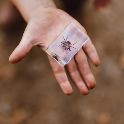 Hand holding a clear cube with a small insect inside, against a blurred natural background