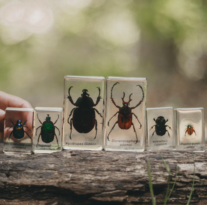 Our Earth life: Chafer Beetle Specimen Set