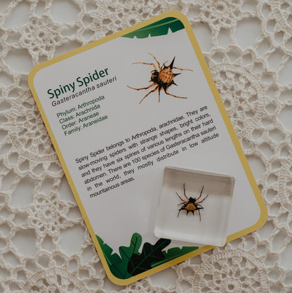Our Earth life: Creepy Crawlers Specimen Set