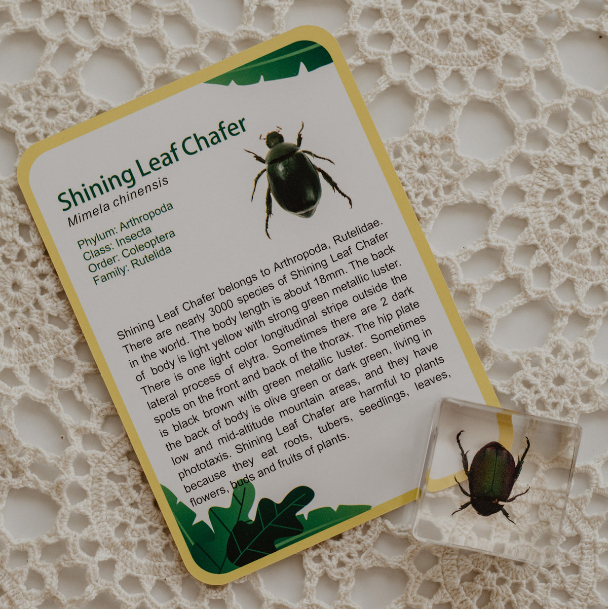 Our Earth life: Creepy Crawlers Specimen Set