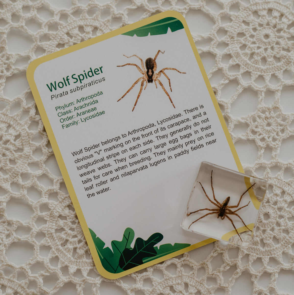 Our Earth life: Creepy Crawlers Specimen Set