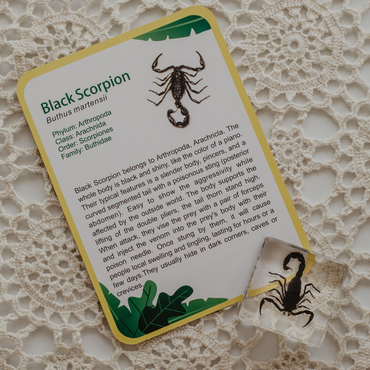 Our Earth life: Creepy Crawlers Specimen Set