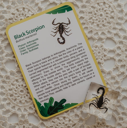 Our Earth life: Creepy Crawlers Specimen Set